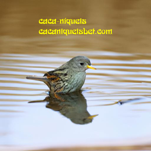 iniciante, experiente, frequente